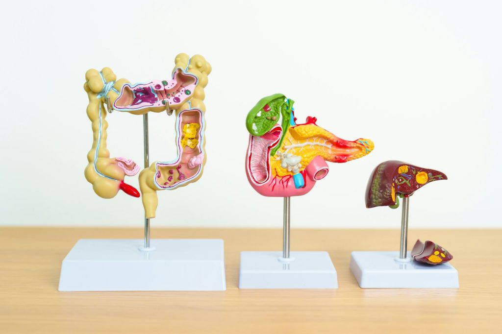 human Digestive system anatomy model, Pancreas